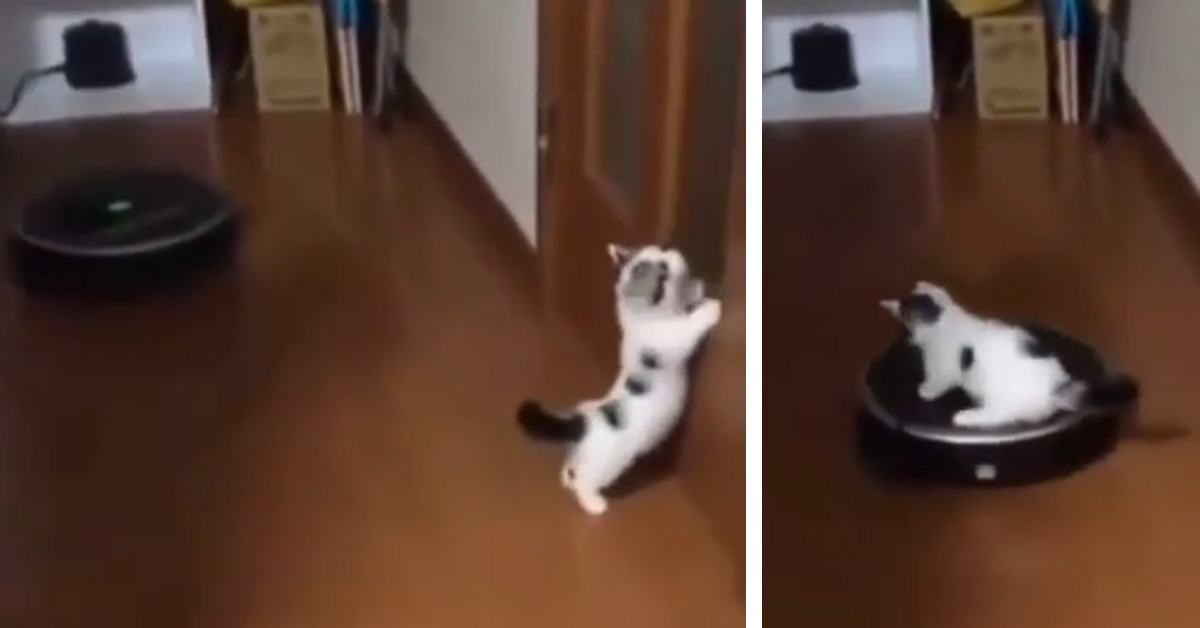 Il gattino “cavalca” l’aspirapolvere robot e il video conquista il web