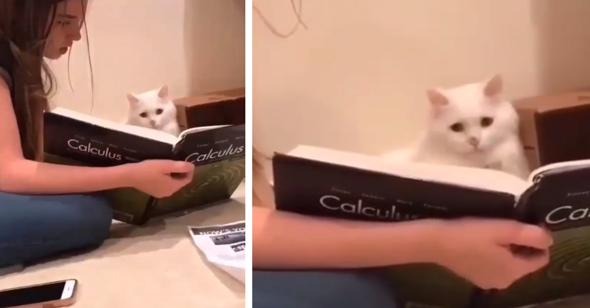 Il gattino che studia la matematica e che ha fatto impazzire il web (video)