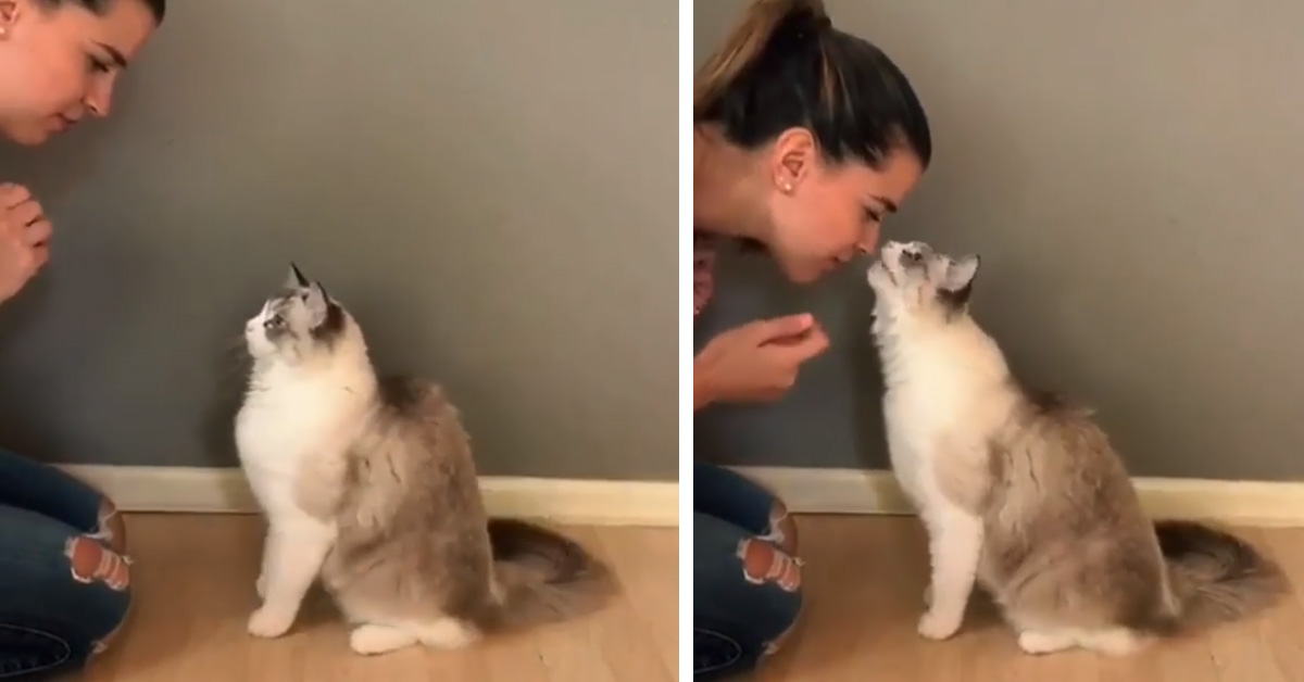 Il gattino dà un bacino alla proprietaria in cambio di un biscottino (video)