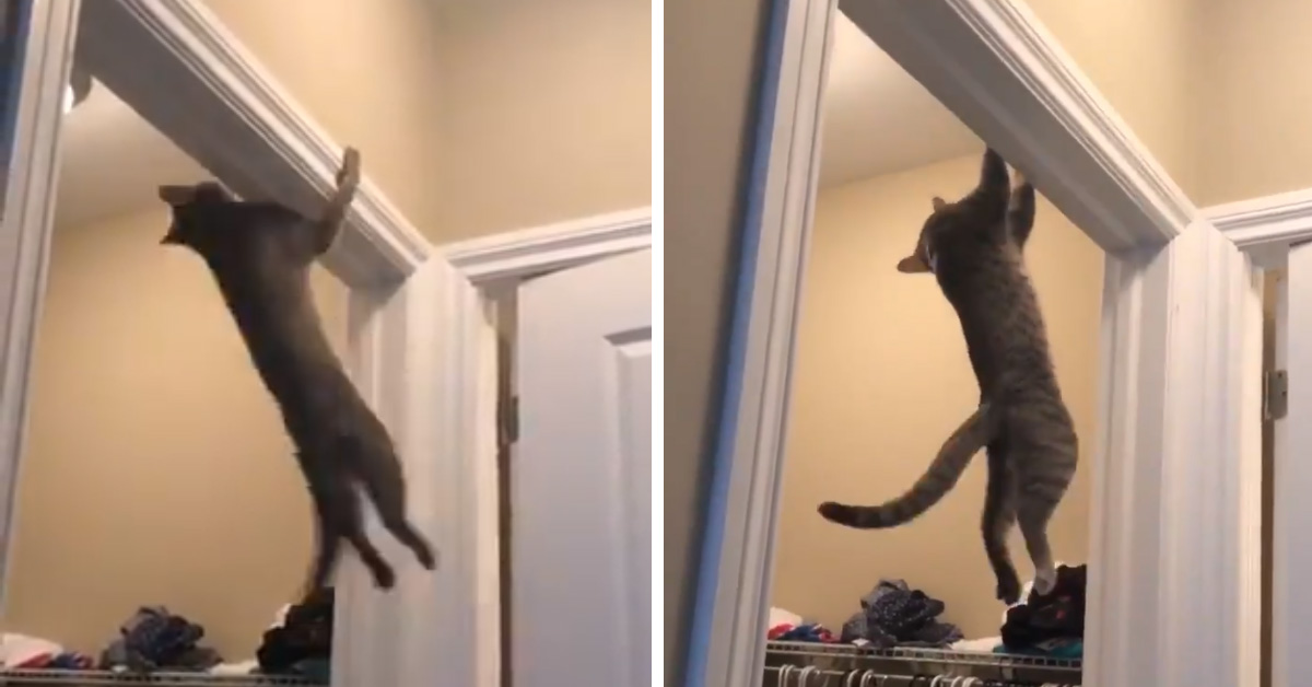 Il gattino fa le trazioni alla porta e il video conquista il web