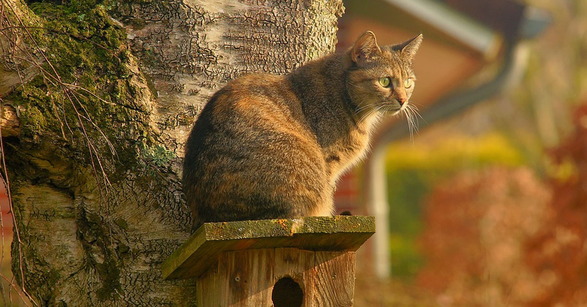 Gatto su un albero