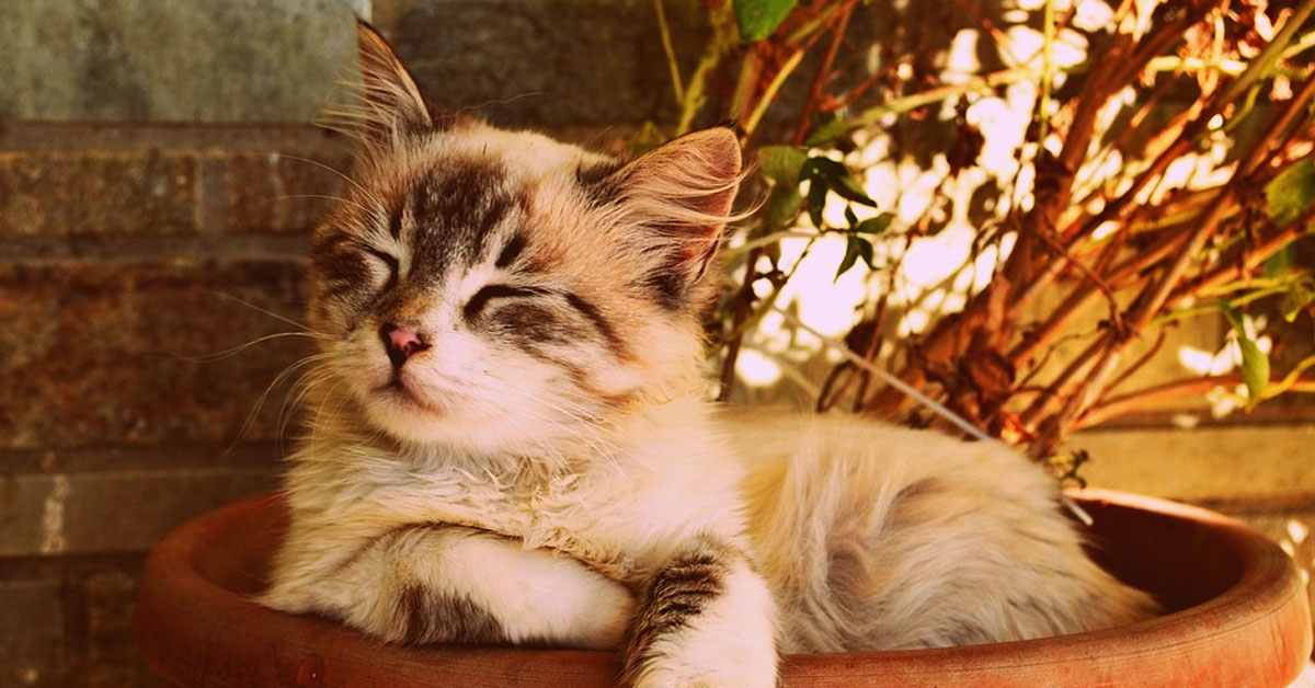 Gatto che dorme in un vaso