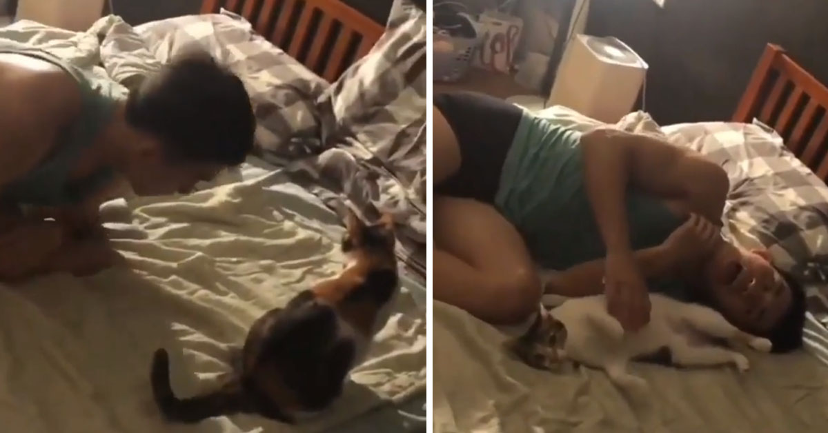 Il gattino imita il proprietario che si sdraia nel letto e il video conquista il web