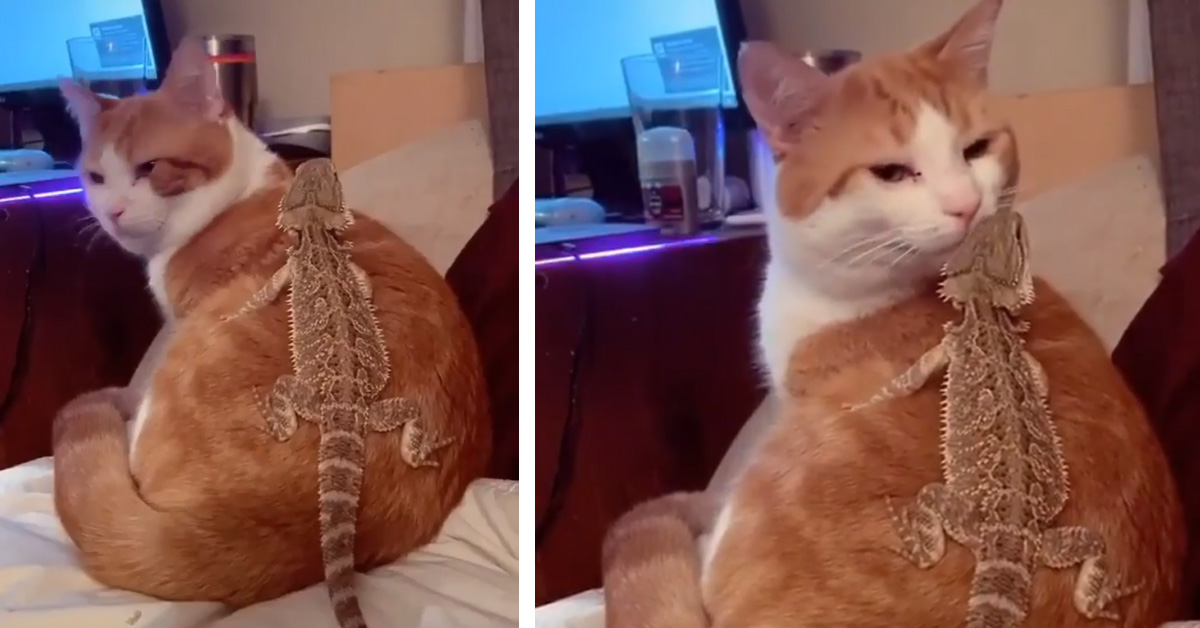 Il gattino lascia che un’iguana dorma sopra di lui e il video conquista il web