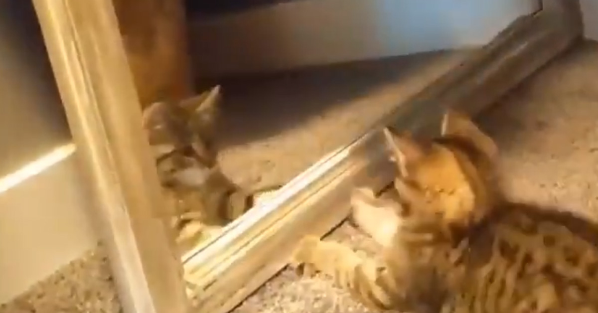 Il gattino lotta con il suo stesso riflesso allo specchio e il video fa il giro del web