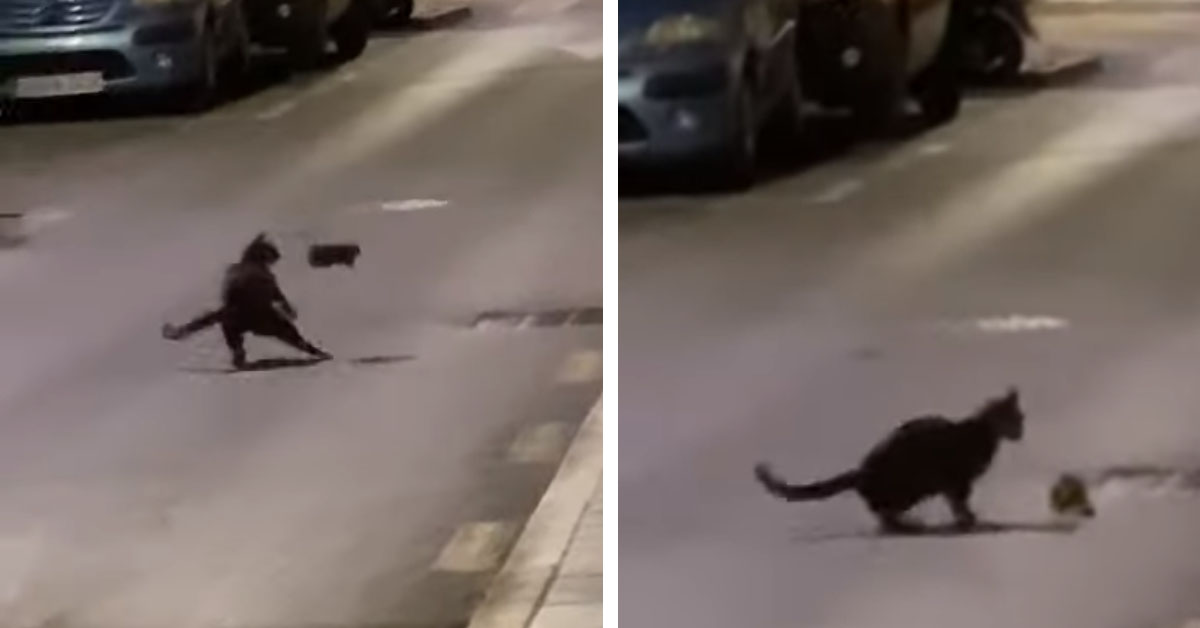 Il gattino “lotta” con un topo e la loro sfida diventa virale (video)