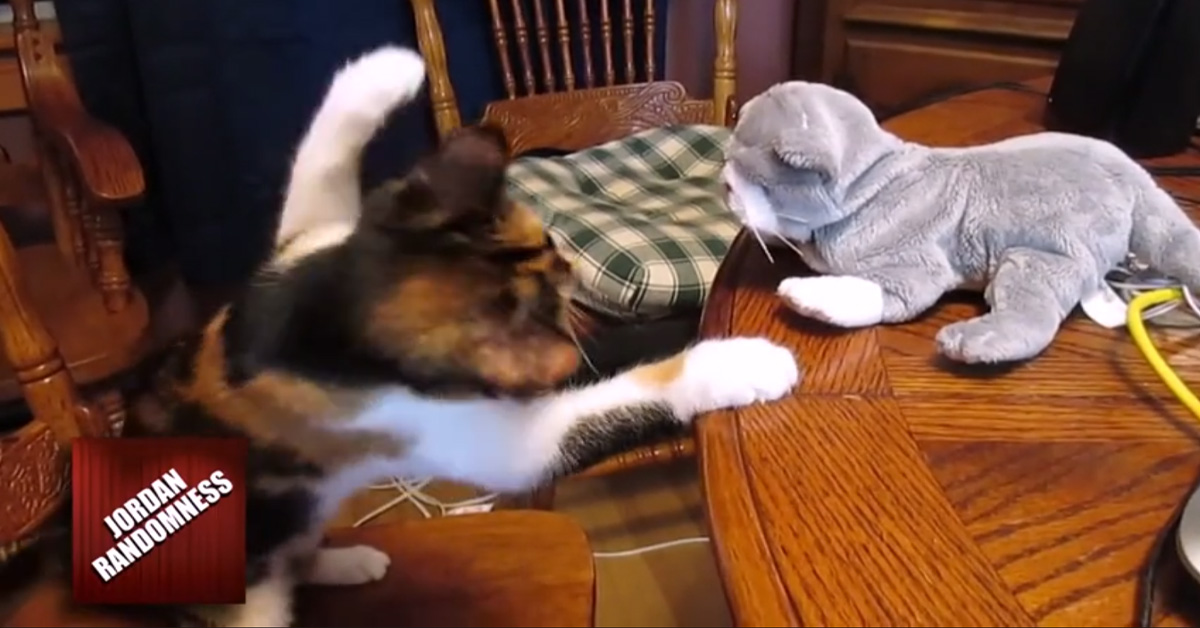 Il gattino mette KO un robot peluche e il video fa il giro del web
