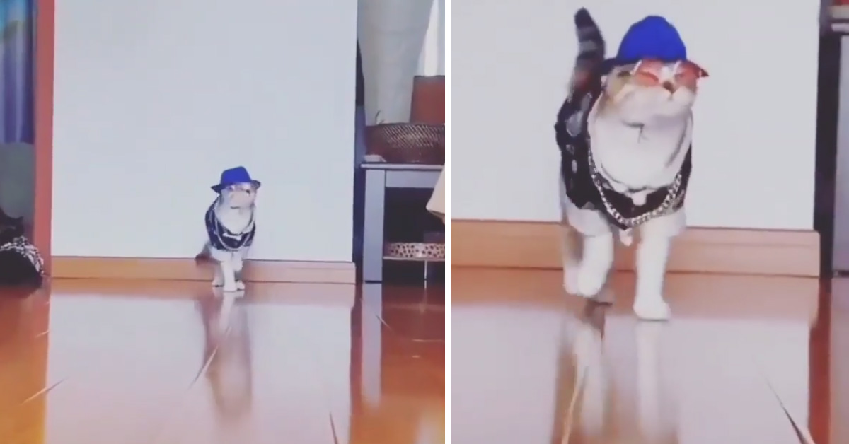 Il gattino modello fa una sfilata e il video conquista il web