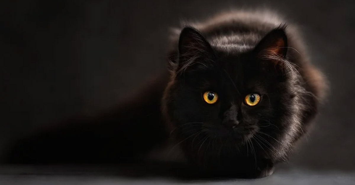Gatto nero che fissa