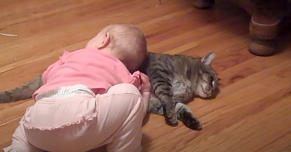 Il gattino paziente con la bambina che non vuole più lasciarlo “in pace” (video)