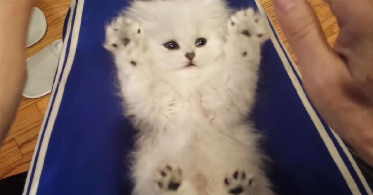 Il gattino proprio non riesce a sopportare il solletico e la sua reazione diventa virale (video)