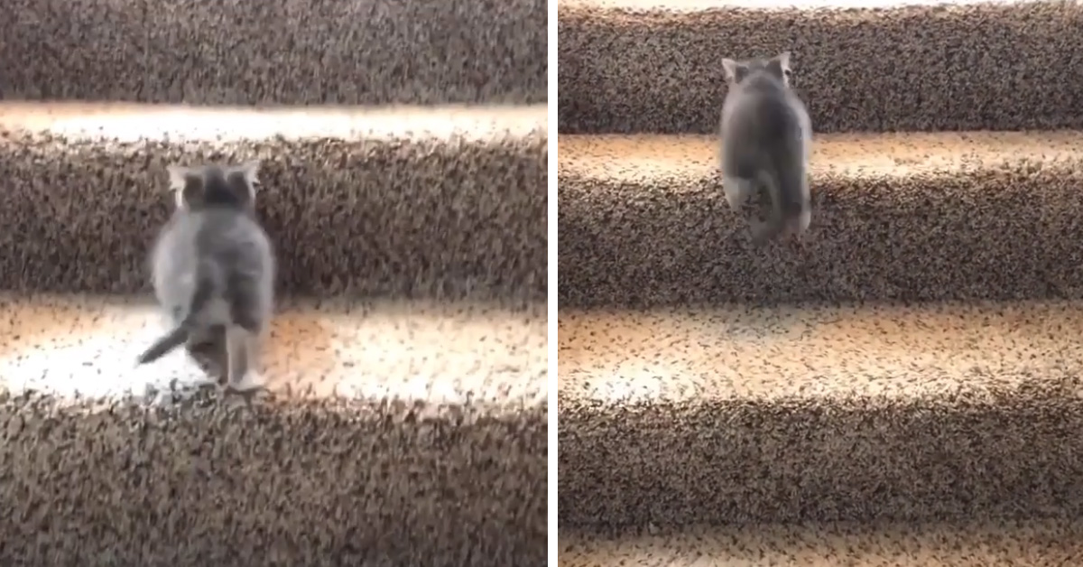 Il gattino sale per la prima volta le scale e il video conquista il web