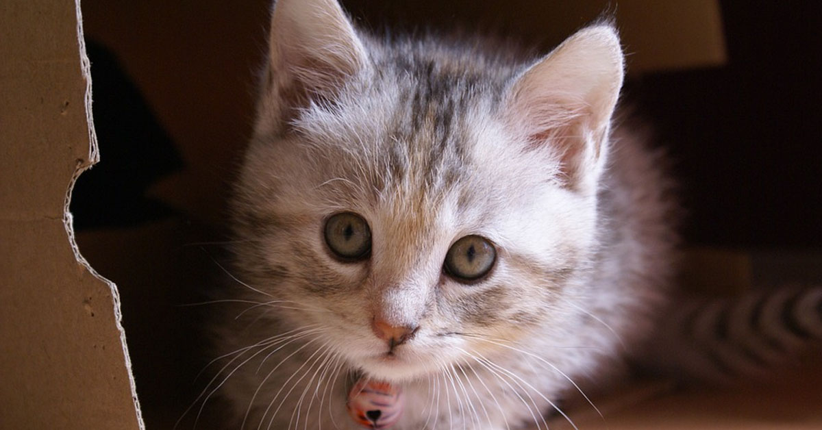 Gattino che guarda in alto