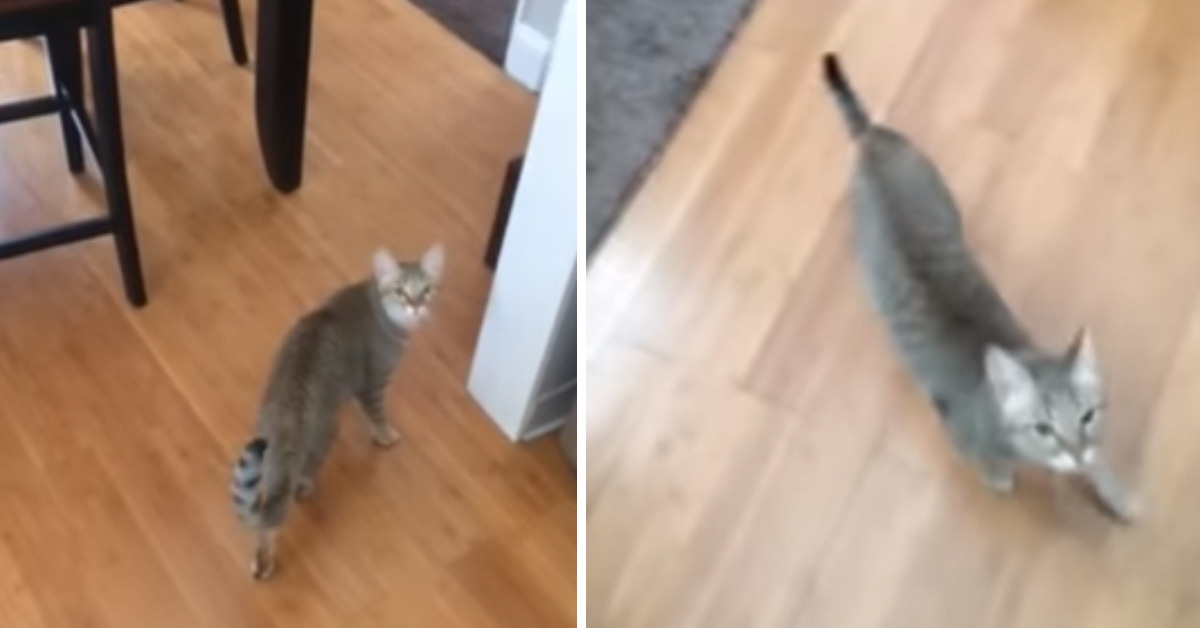 Il gattino sente la sua proprietaria che canta e la sua reazione fa il giro del web (video)