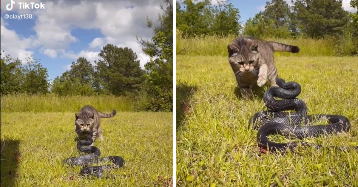 Il gattino sfida un serpente e la loro lotta fa il giro del web (video)