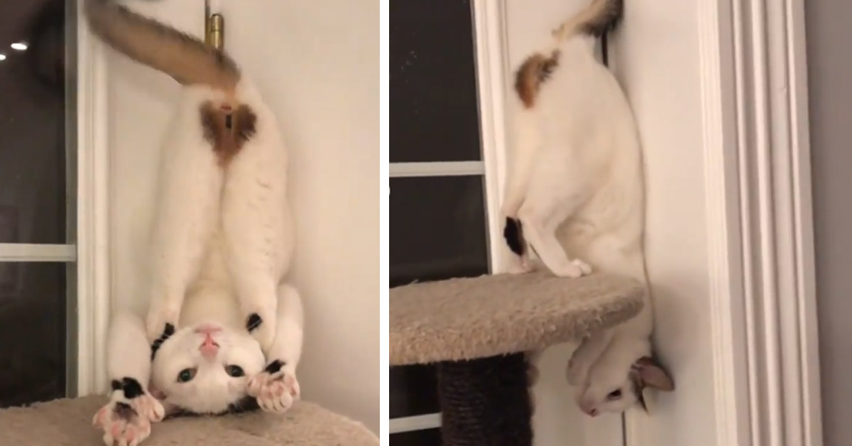 Il gattino si esibisce in una verticale e il video conquista il web