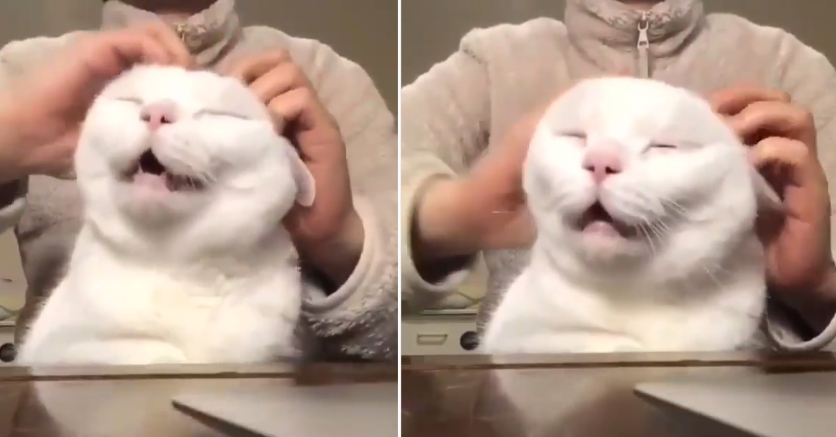 Il gattino si gode il massaggio alla testa e il video diventa virale