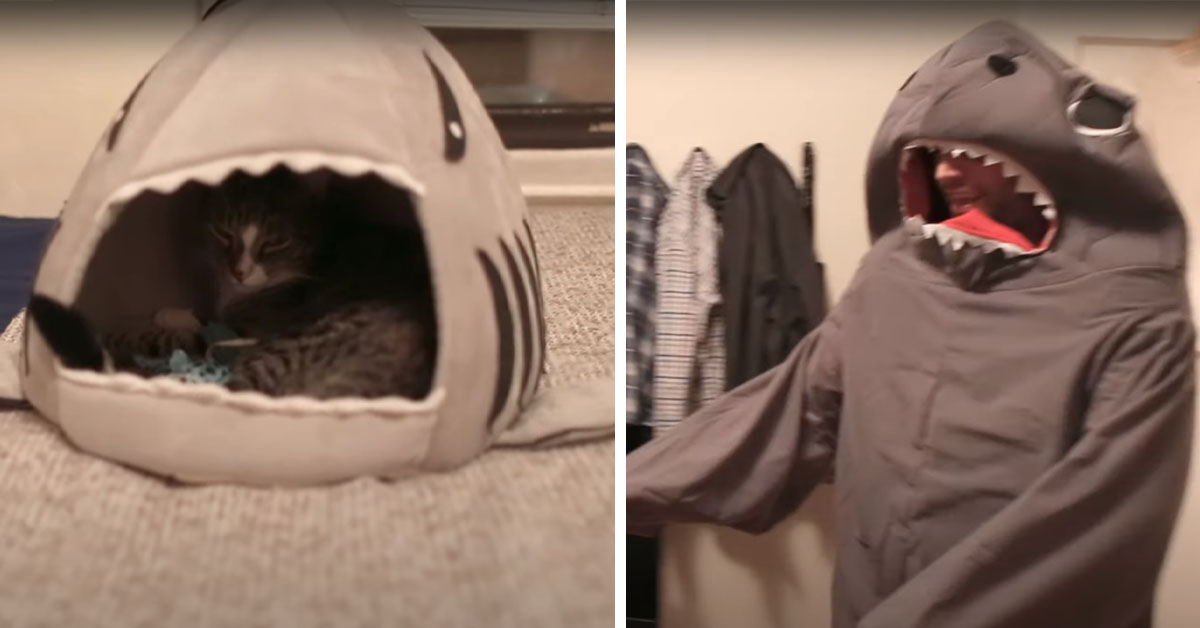 Il gattino vede il proprietario travestito da squalo e la sua reazione fa il giro del web (video)