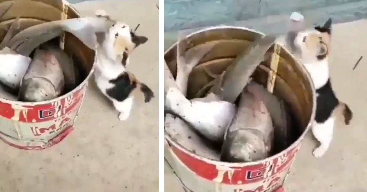 Il gattino vuole catturare un pesce ma riceve una bella lezione (video)