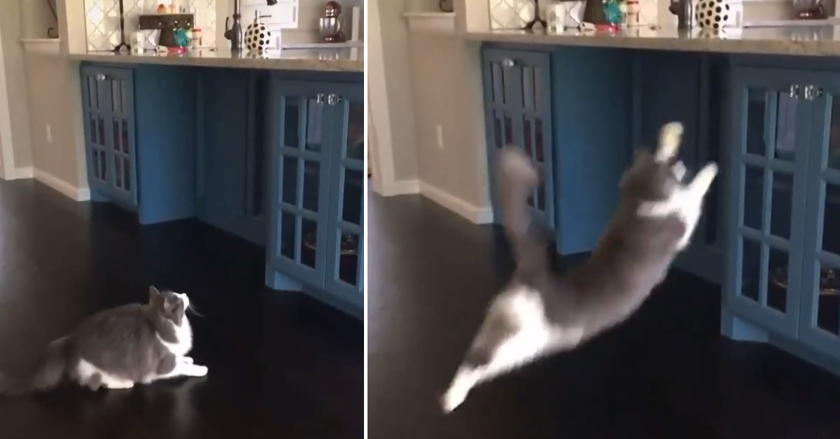 Il gattino vuole saltare sul bancone della cucina, ma niente va come previsto (video)