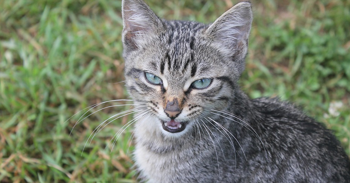 Gatto arrabbiato