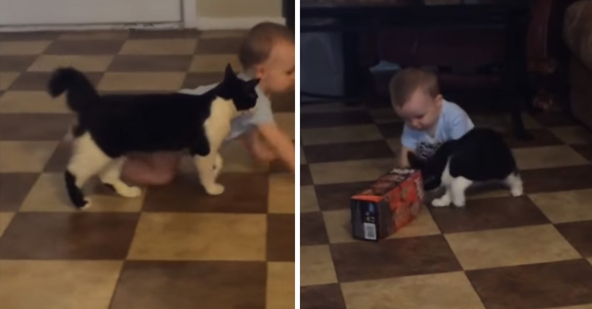 Il gattino è ossessionato dal bambino e lo imita in tutto e per tutto (video)