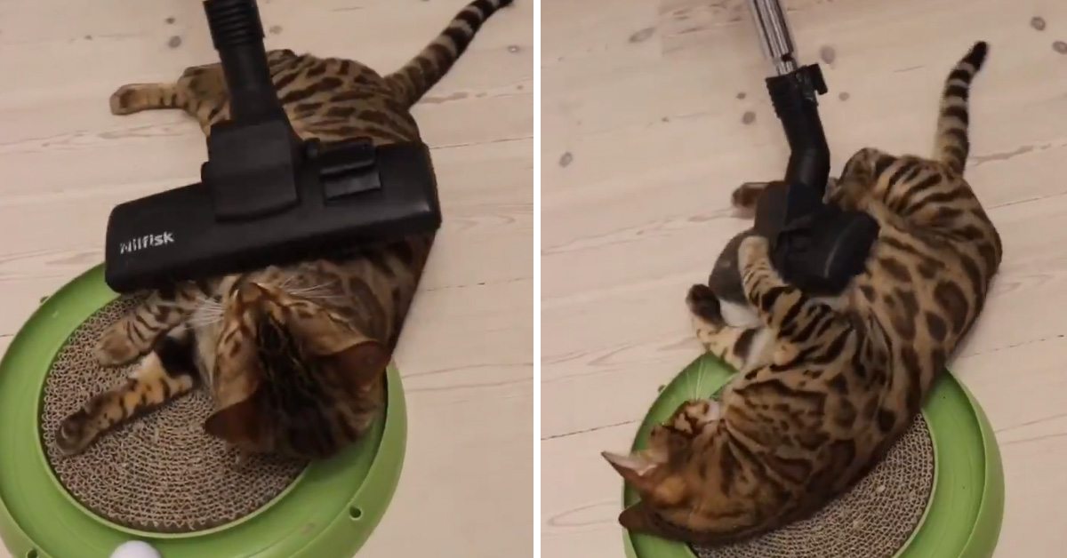 Il gatto del Bengala si lascia massaggiare da un’aspirapolvere (video)