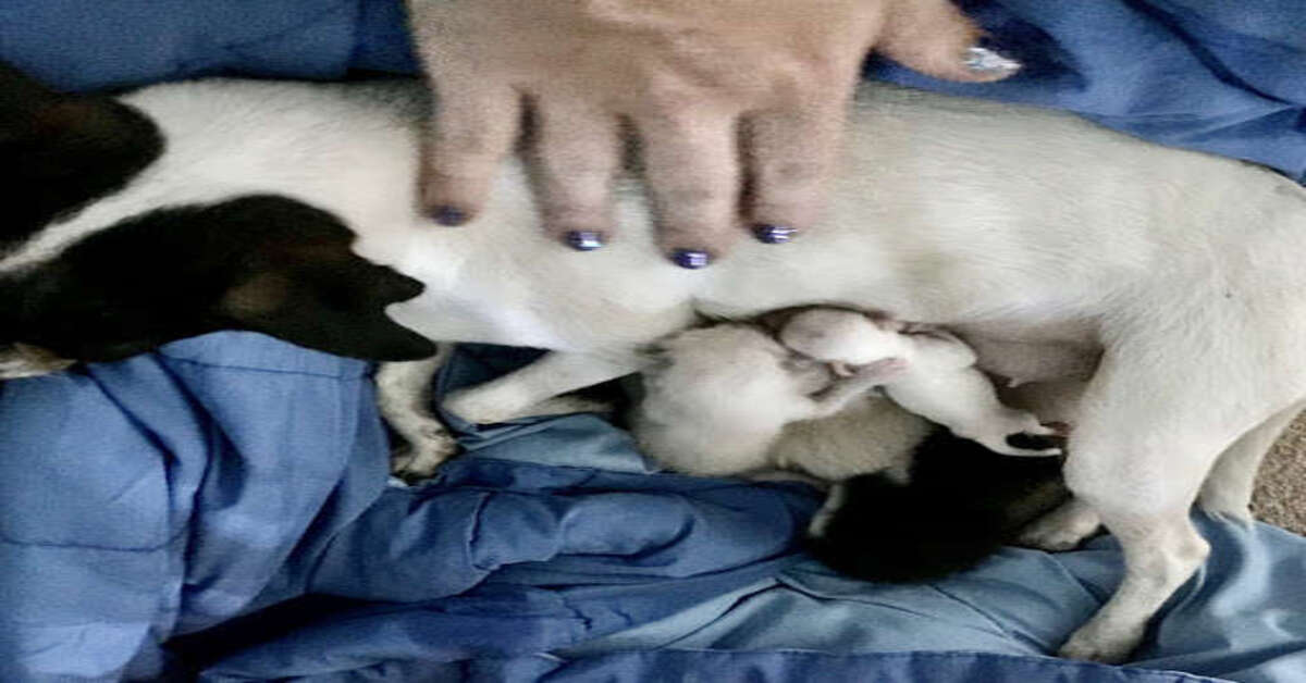 gattini allattati da una cagnolina