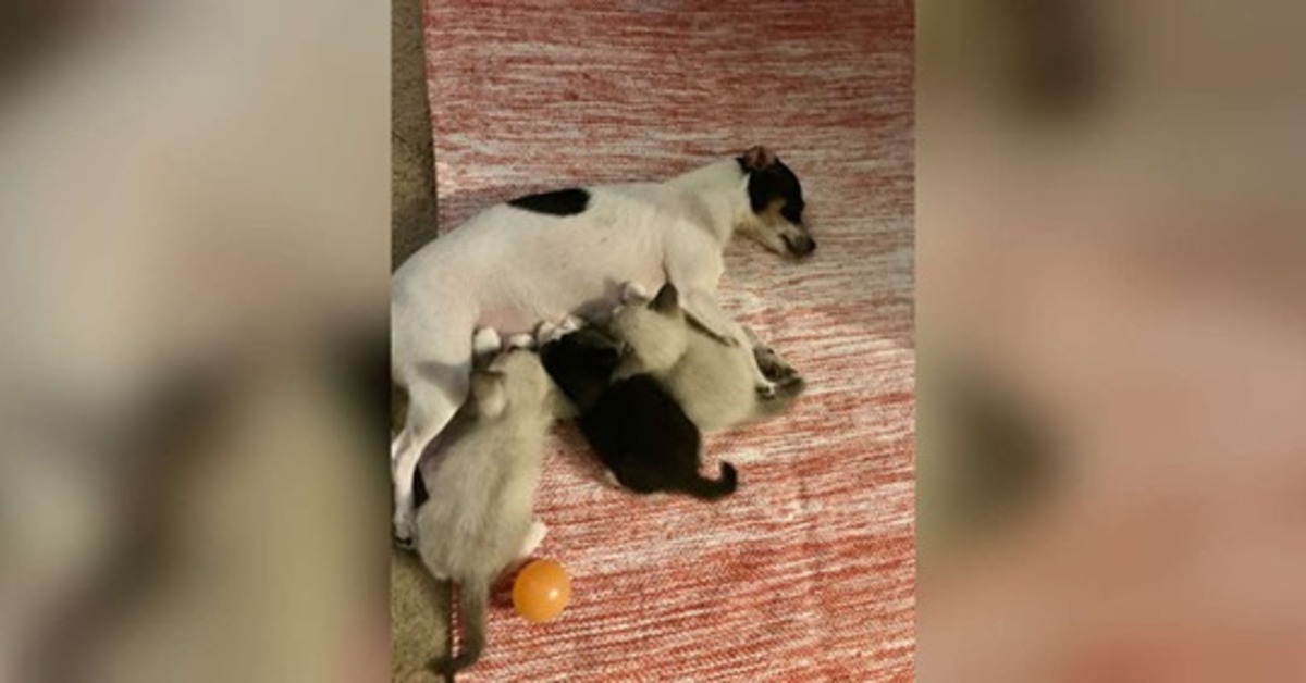 Il salvataggio di 3 gattini “adottati” da una cagnolina