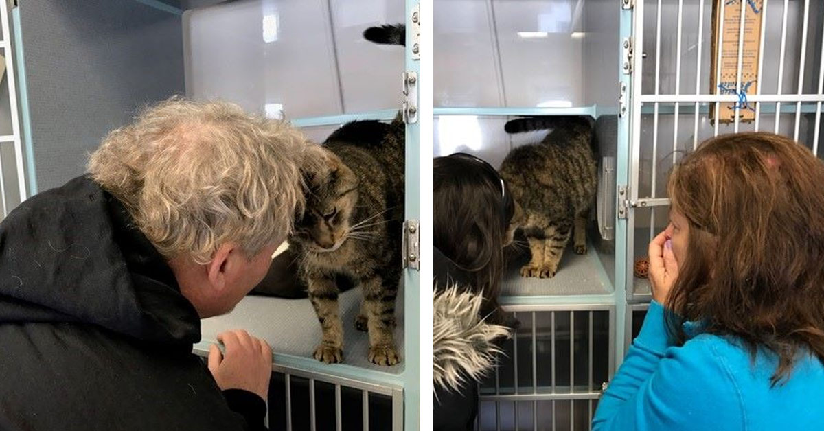 Jimmy, il gattino che ha riabbracciato la proprietaria dopo 2 anni per un fortunato caso