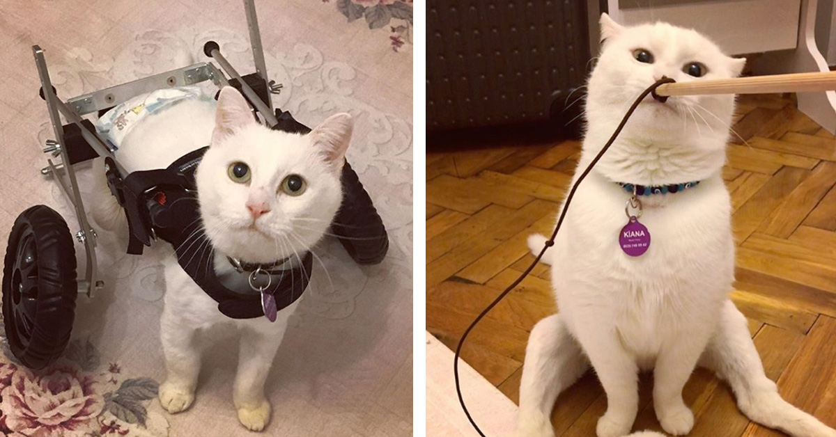 Kiana, la gattina rimasta paralizzata dopo i maltrattamenti che oggi è finalmente felice (video)