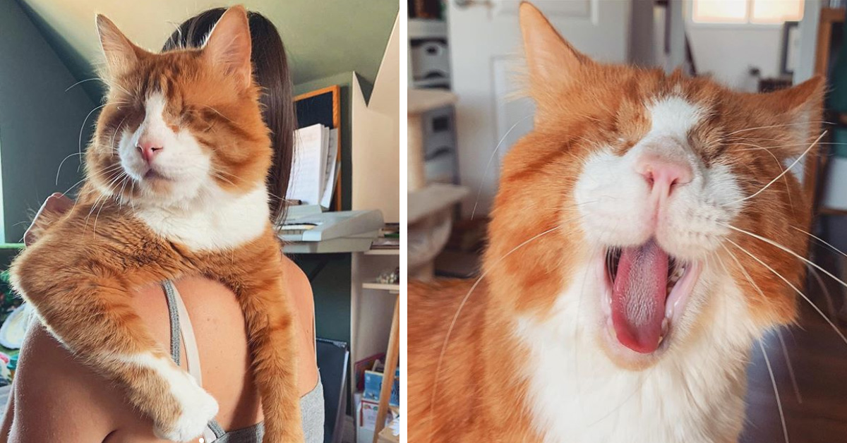 Leon, il gattino cieco che dopo molto dolore ha finalmente conosciuto l’amore (video)