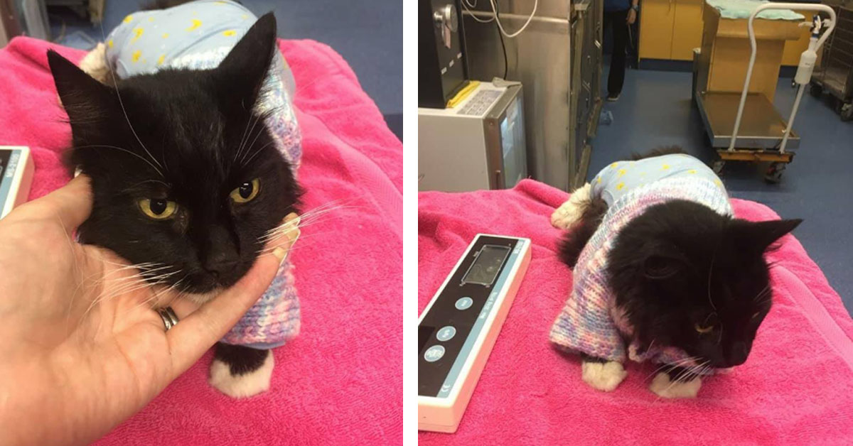 Lily, il gattino salvato in extremis dall’annegamento che oggi è finalmente felice (video)