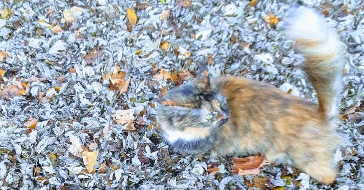 gatto in giardino