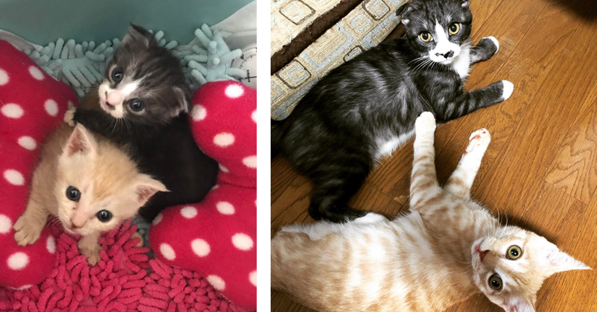 Luca e Theo, i due gattini speciali che sono felici l’uno grazie all’altro (video)