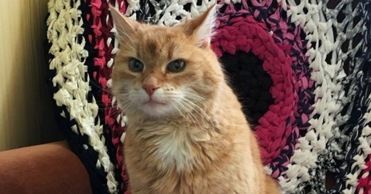 Ludwing, il gattino scomparso che è tornato a casa dopo 3 anni