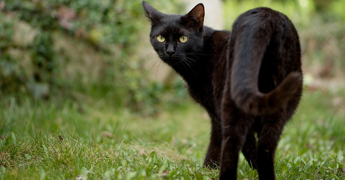 Gatto nero che osserva