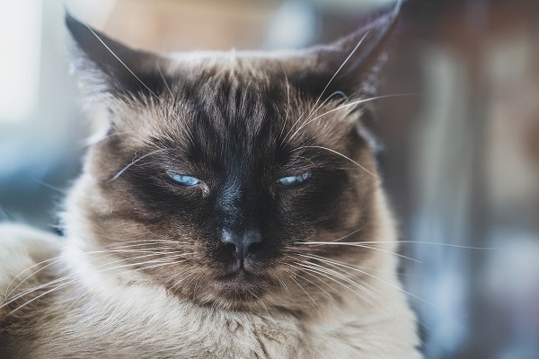 gatto con occhi quasi chiusi