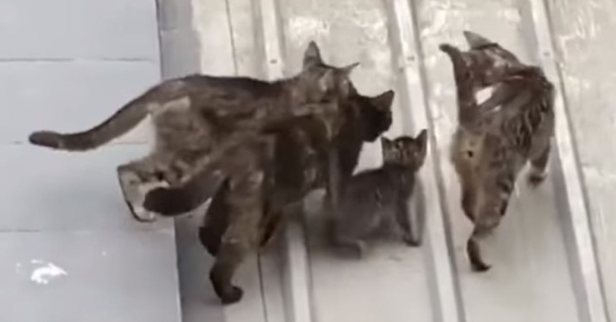 Mamma gatta aiuta e salva il suo gattino caduto dal tetto (video)
