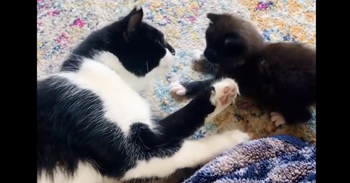 Mamma gatta gioca col suo gattino e il video conquista il web (video)