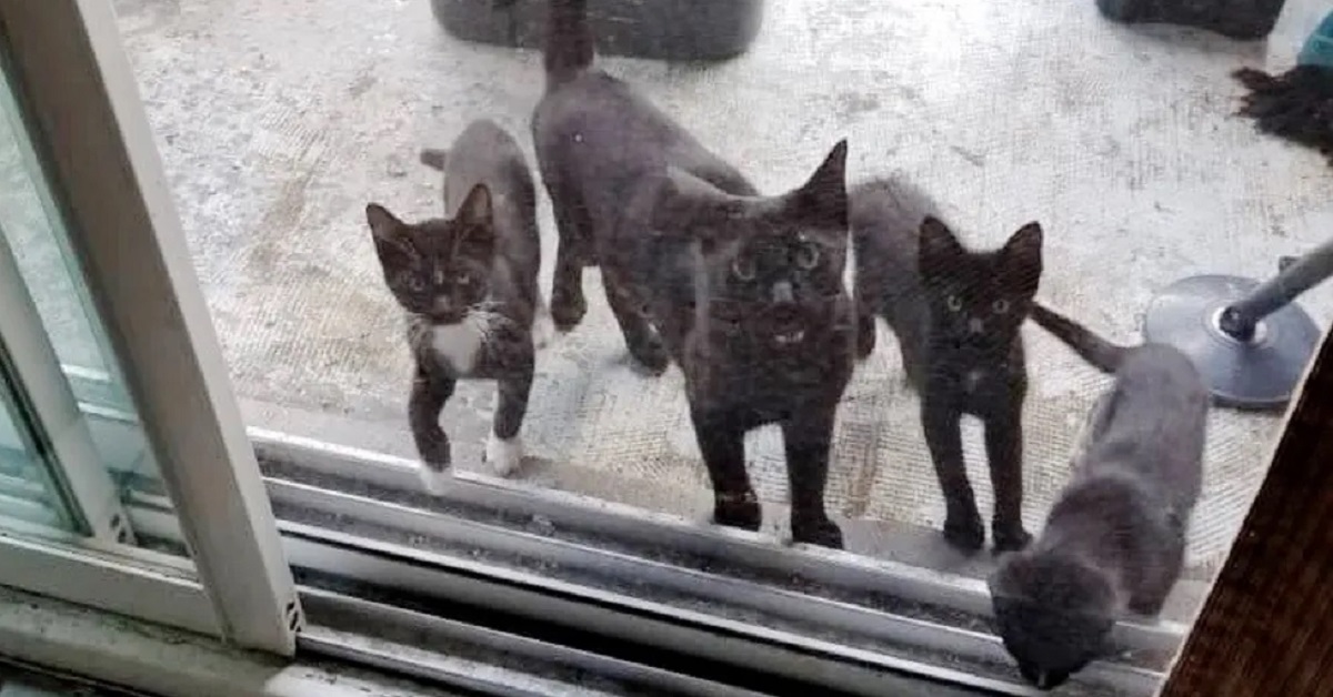 Mamma gatta porta i suoi gattini davanti a una casa per chiedere cibo