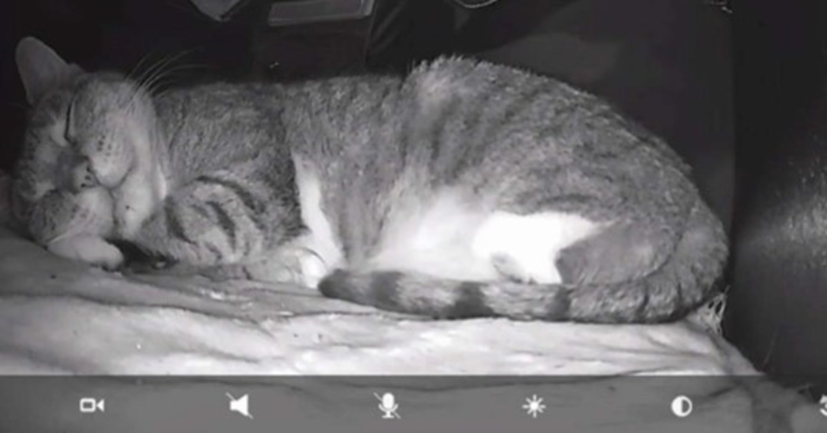 Mamma, la gattina randagia ripresa da una telecamera mentre dorme