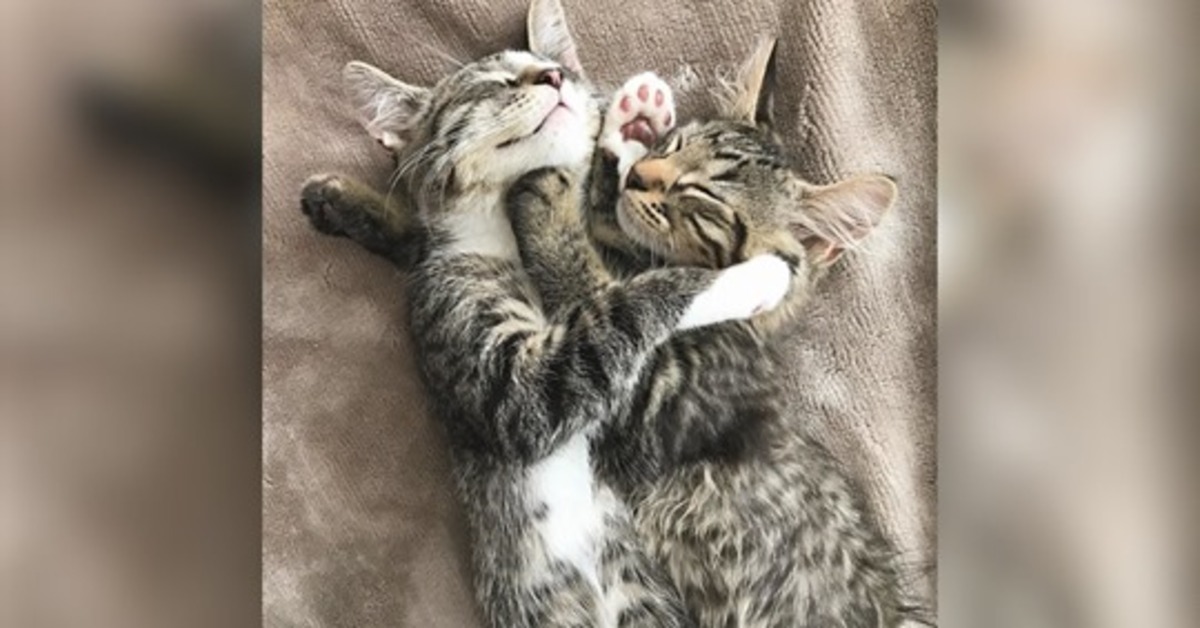 Marlow e Mittens , due gattini fratelli che sono stati adottati insieme