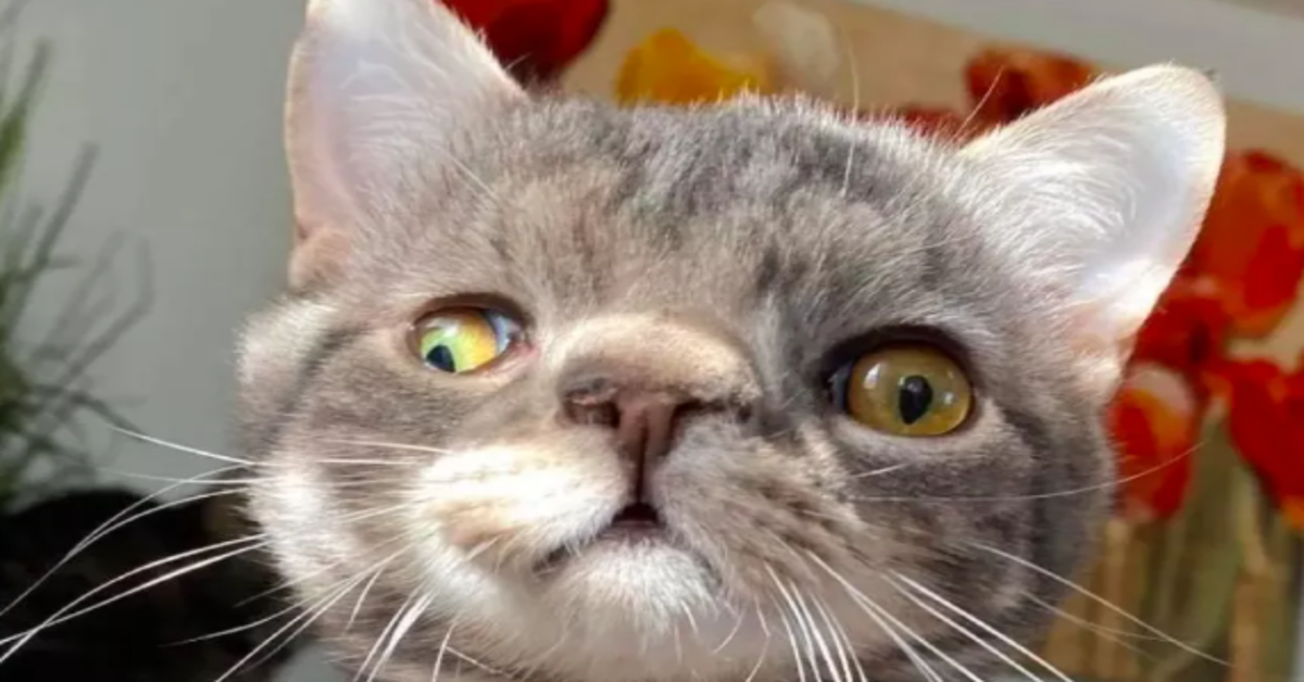 gatto che osserva