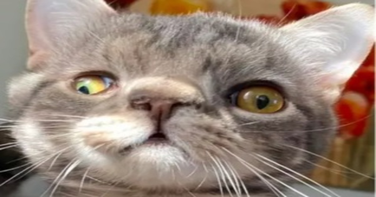 gatto che osserva