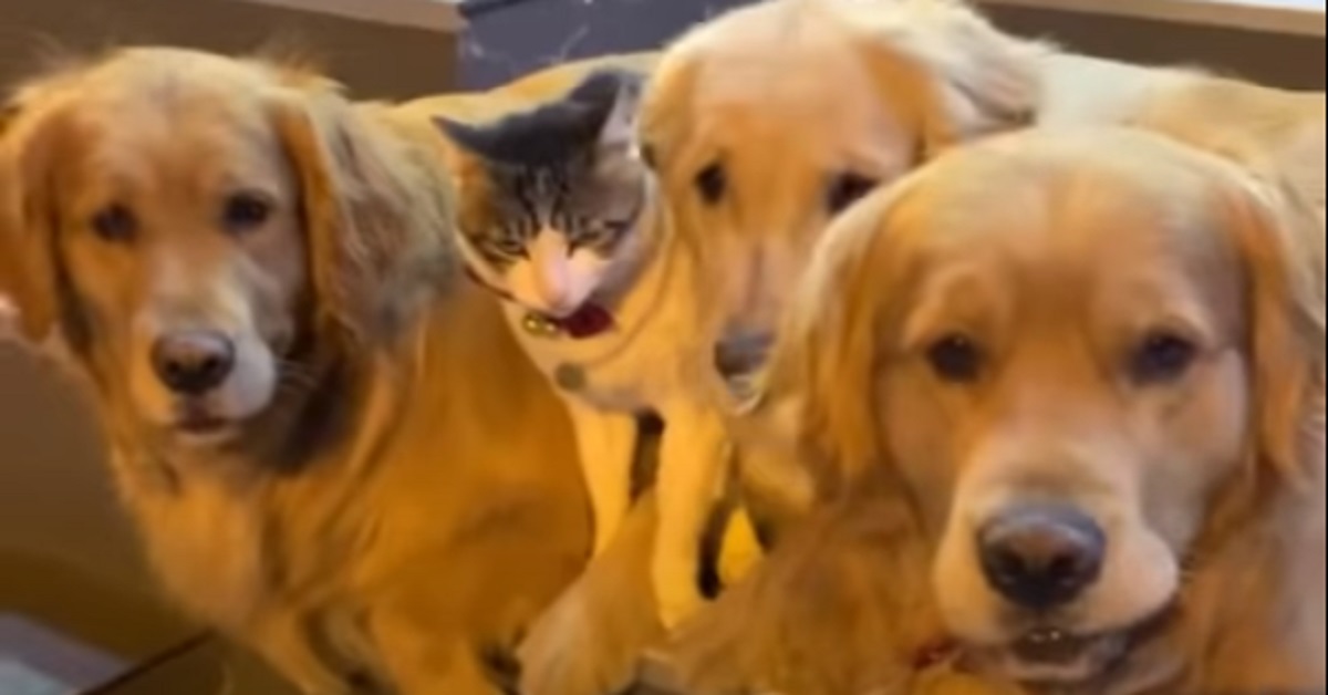 Mike, il gattino che non si separa mai dai suoi amici cani (video)