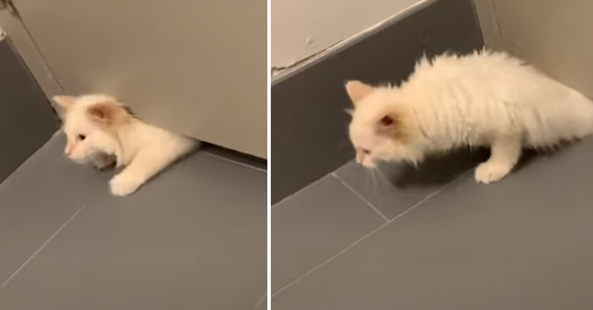 Mikko, il gattino “fluido” che riesce a passare sotto le porte (video)