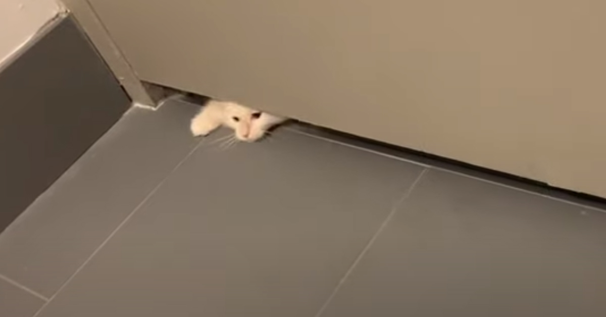 Gatto passa sotto ad una porta