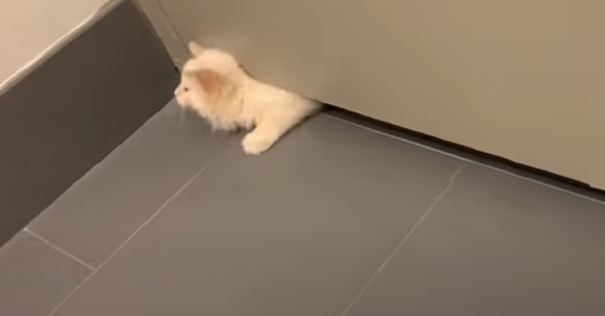 Gatto passa sotto ad una porta