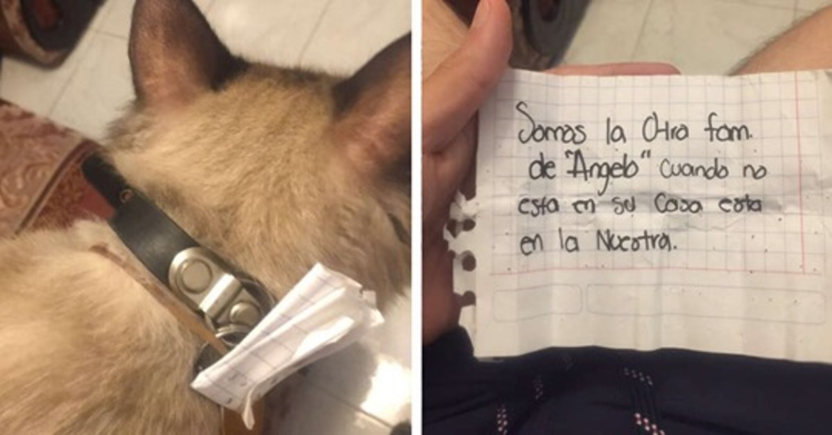 Nilo, il gattino tornato a casa con uno strano biglietto al collo